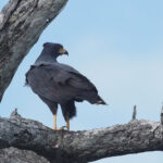 Common Black Hawk (image by Mark Van Beirs)