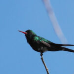 Cozumel Emerald (image by Mark Van Beirs)