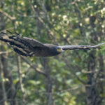 Crested Serpent Eagle (image by Mark Beaman)