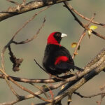 Crimson-collared Tanager (image by Mark Van Beirs)