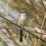 Delicate Prinia (image by Mark Beaman)