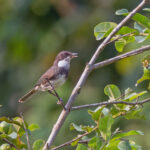 Dohrn's Warbler (image by Pete Morris)