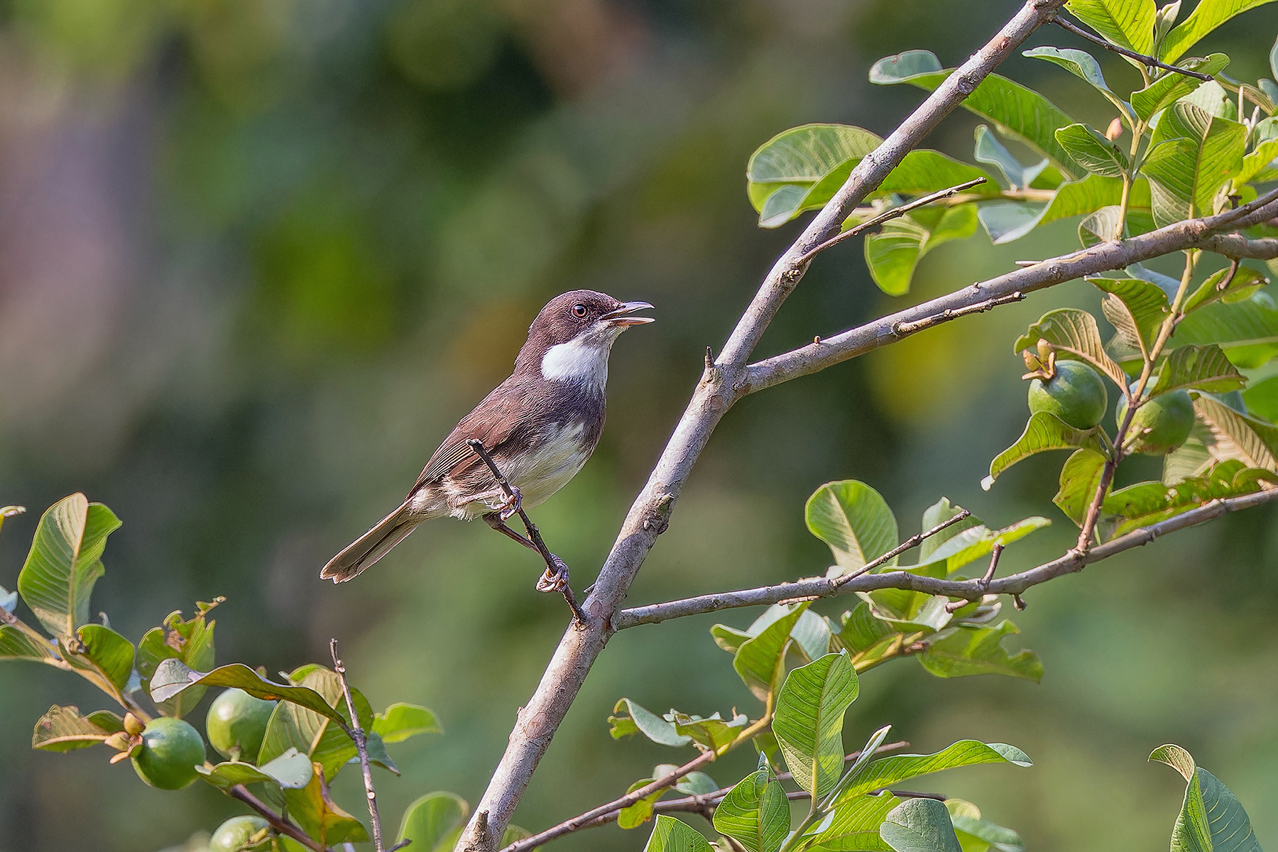 Dohrn's Warbler (image by Pete Morris)
