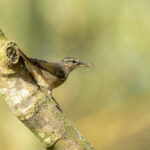 Dusky Warbler with spider (image by Mark Beaman)