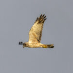 Eastern Marsh Harrier (image by Mark Beaman)
