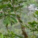 El Oro Parakeets (image by Juan Carlos Calvachi)