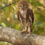 Ferruginous Pygmy Owl (image by Mark Van Beirs)
