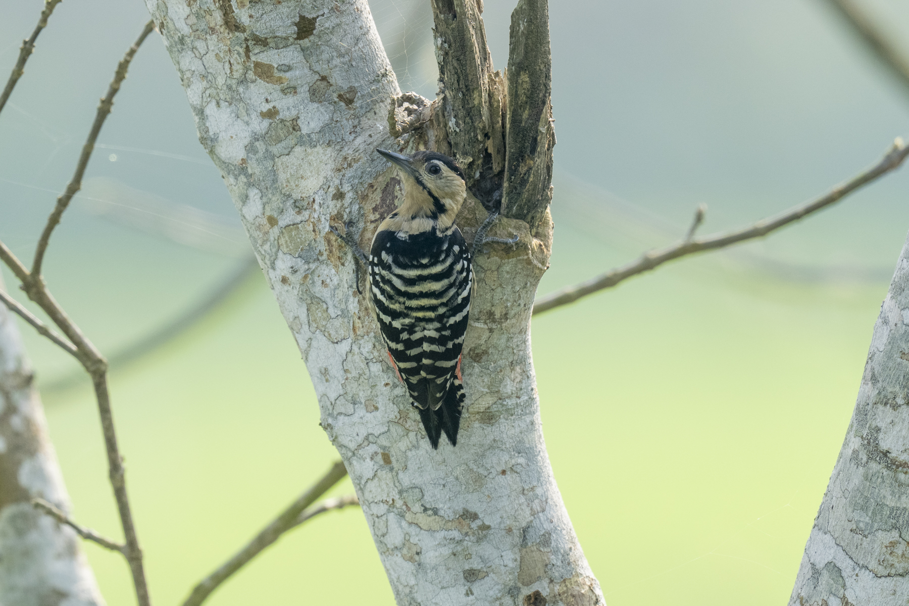 Fulvous-breasted Woodpecker (image by Mark Beaman)