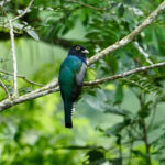 Gartered Trogon (image by Juan Carlos Calvachi)