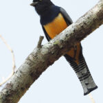 Gartered Trogon (image by Mark Van Beirs)