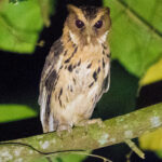 Giant Scops Owl (image by Einar Kongshaug)