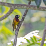 Giant Weaver (image by Pete Morris)