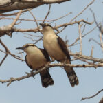 Giant Wren (image by Mark Van Beirs)