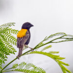 Golden-backed Bishop (image by Pete Morris)