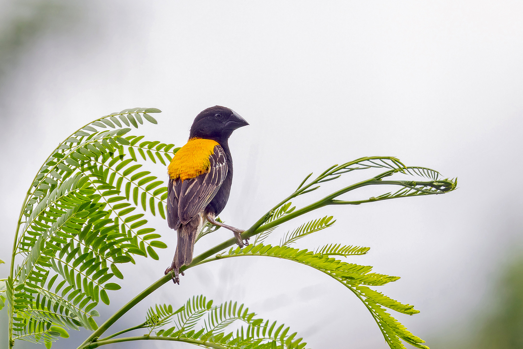 Golden-backed Bishop (image by Pete Morris)