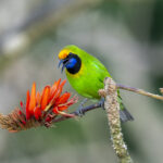Golden-fronted Leafbird (image by Mark Beaman)