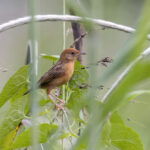 Golden-headed Cisticola (image by Dáni Balla)