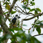 Gray-backed Hawks (image by Juan Carlos Calvachi)