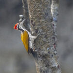 Greater Flameback (image by Mark Beaman)