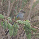 Grey Silky-flycatcher (image by Mark Van Beirs)