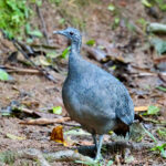 Grey Tinamou (image by Juan Carlos Calvachi)