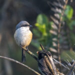 Grey-backed Shrike (image by Mark Beaman)