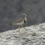 Grey-headed Lapwing (image by Mark Beaman)