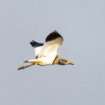 Grey-headed Lapwing (image by Mark Beaman)