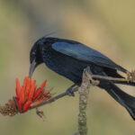 Hair-crested Drongo (image by Mark Beaman)