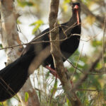 Highland Guan (image by Mark Van Beirs)