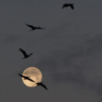 Hooded Cranes in the moonlight sky (image by Dave Farrow)