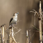 Indian Silverbill (image by Mark Beaman)