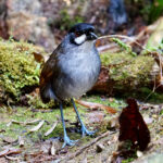 Jocotoco Antpitta (image by Juan Carlos Calvachi)
