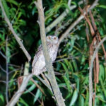 Koepcke's Screech Owl (image by Juan Carlos Calvachi)