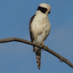 Laughing Falcon (image by Mark Van Beirs)