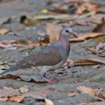 São Tomé form of Lemon Dove (image by Pete Morris)
