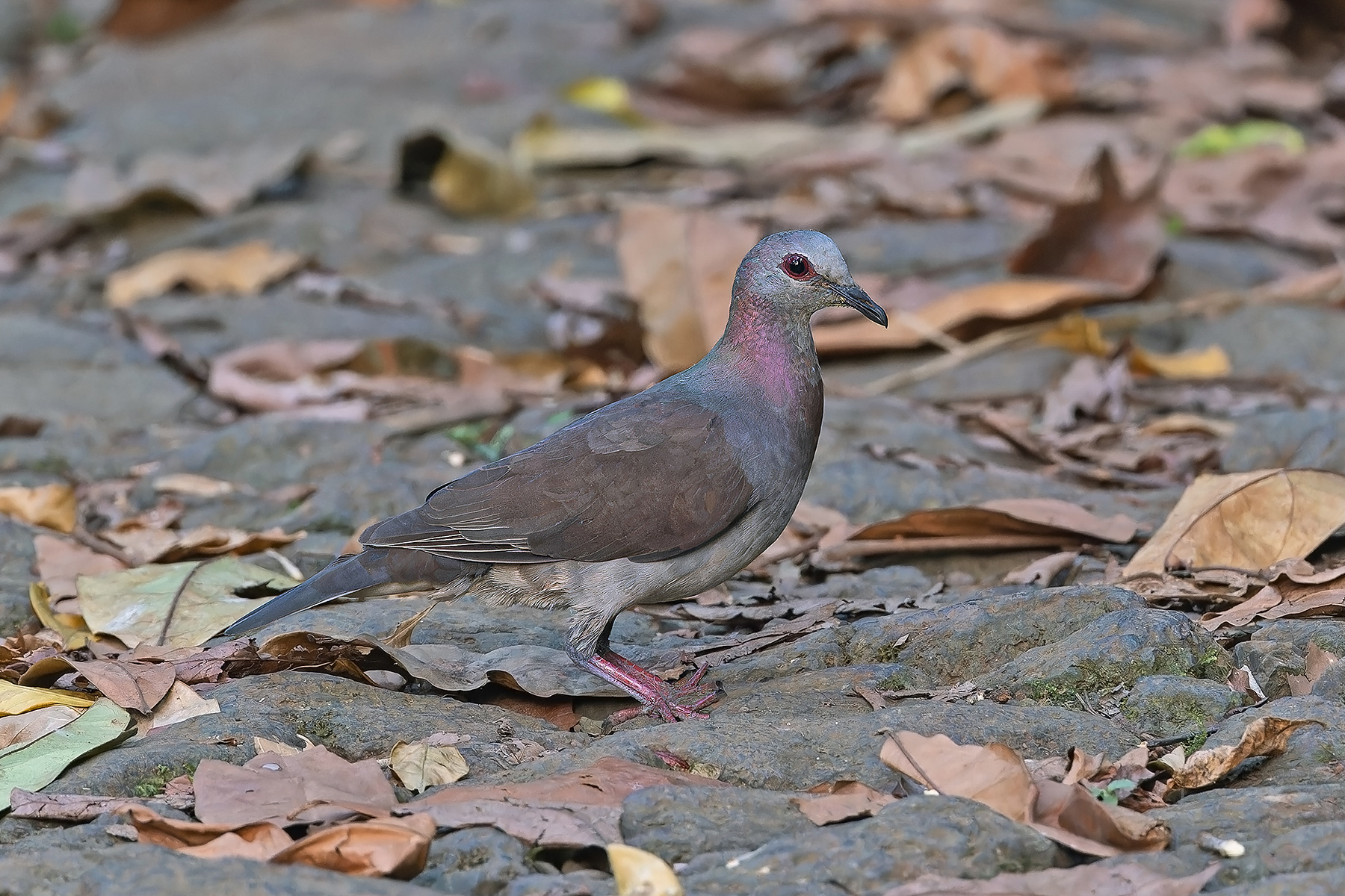 São Tomé form of Lemon Dove (image by Pete Morris)