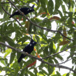 Long-crested Myna (image by Dáni Balla)