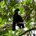 Long-wattled Umbrellabird (image by Juan Carlos Calvachi)