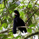 Long-wattled Umbrellabird (image by Juan Carlos Calvachi)