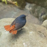 Luzon Water Redstart (image by Einar Kongshaug)