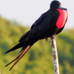 Magnificent Frigatebird (image by Mark Van Beirs)