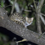 Mainland Leopard Cat (image by Mark Beaman)