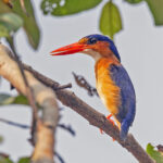Príncipe form of Malachite Kingfisher (image by Pete Morris)