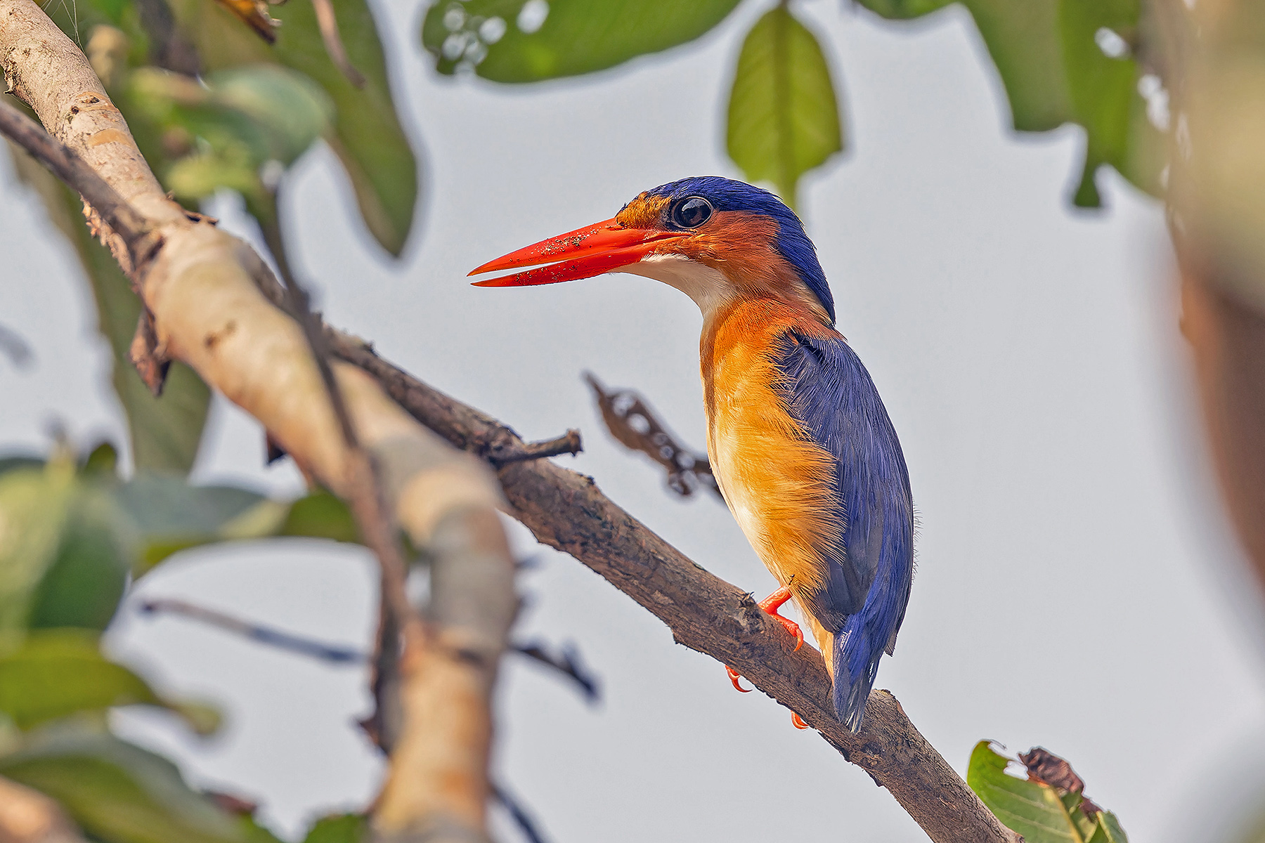 Príncipe form of Malachite Kingfisher (image by Pete Morris)