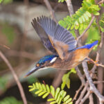 São Tomé form of Malachite Kingfisher (image by Pete Morris)