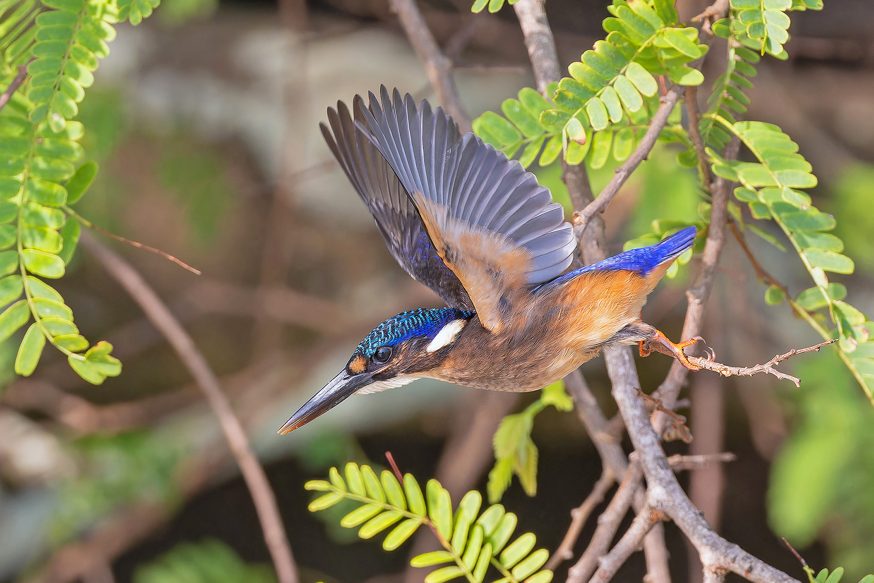 São Tomé form of Malachite Kingfisher (image by Pete Morris)