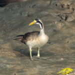 Masked Finfoot female (image by Mark Beaman)