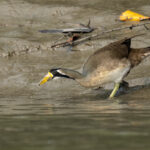 Masked Finfoot female (image by Mark Beaman)