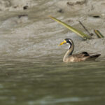 Masked Finfoot female (image by Mark Beaman)